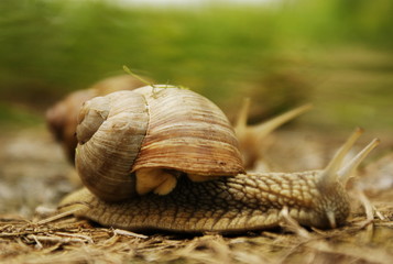 snails crawl racing