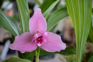 Orchid lycaste skinneri var rosea in natural background