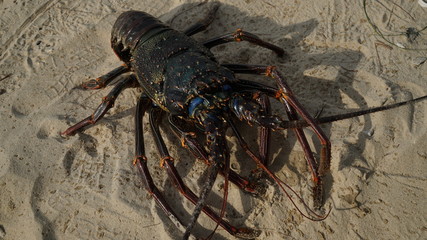 lobster on the beach