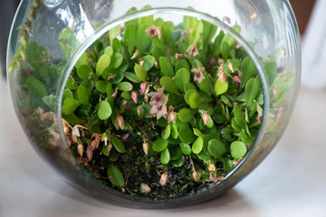 Colorful orchids in natural background