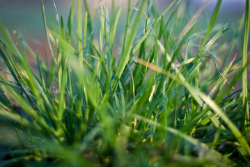 Green meadow under blue sky