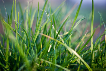 Green meadow under blue sky