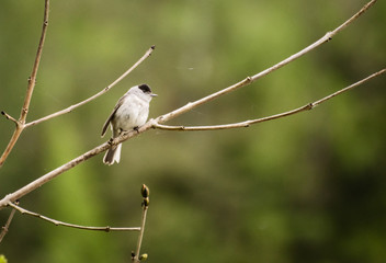bird, natur, wild lebende tiere, ast, tier, baum, wild, bird, spatz, schnabel, fliegenschnäpper,...