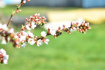Bees and flowers on Japanese cherry trees in spring