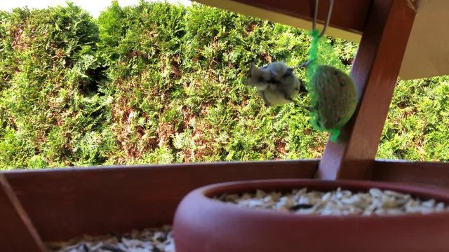 Eine Kohlmeise in einem Vogelfutterhaus