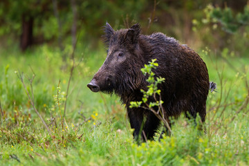 Adult wild boar, sus scrofa, with wet fur observing the green surroundings of the woodland. Wild impressive sow on the pasture. Dangerous black animal walking in the wild nature.