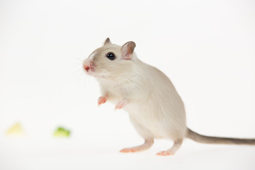 Decorative mouse isolated on a white background in studio. Close up