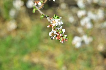 Bees and flowers on Japanese cherry trees in spring