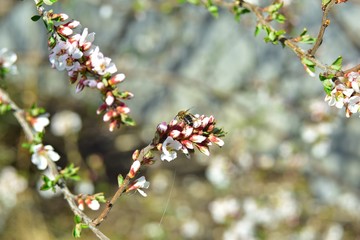 Bees and flowers on Japanese cherry trees in spring