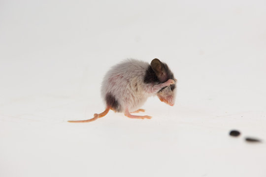 Decorative mouse near seeds sunflower isolated on a white background in studio. Close up