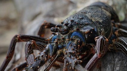 close up of a lobster