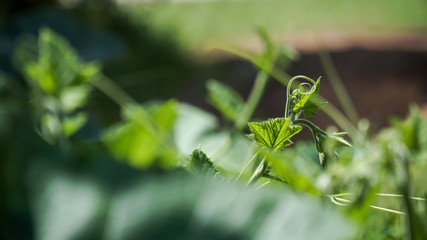 close up of  pumpkin shoots
