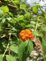 butterfly on a flower