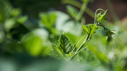 close up of  pumpkin shoots