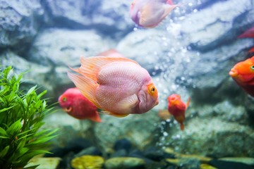 Red blood parrot fish in  Aquarium Thailand