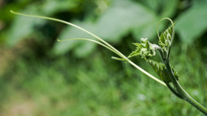 close up of  pumpkin shoots