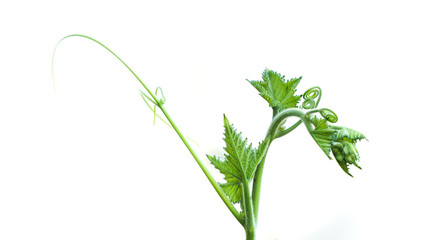 fresh green plant of pumpkin shoots