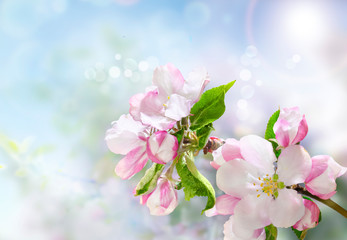Naklejka premium Beautiful blooming branch of apple tree. Strong morning sun. Closeup of a flowers. Spring in the garden. Nature background.