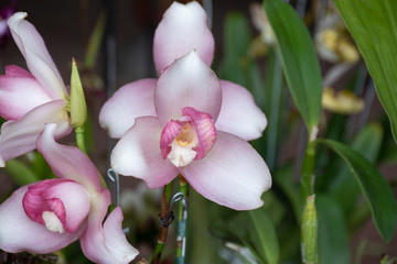 Orchid lycaste skinneri var rosea in natural background