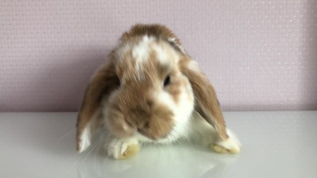 Portrait eines Zwergkaninchen