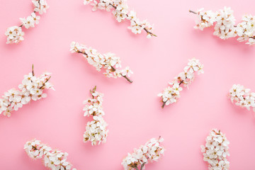 Fresh branches of white cherry blossoms on light pink table background. Pastel color. Flat lay. Beautiful flower pattern. Closeup. Top down view.