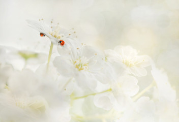 Fototapety  biedronki na białych kwiatach