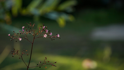spring flowers in the garden