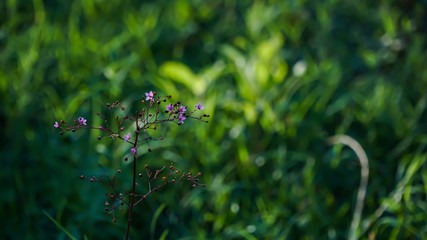 green grass and flowers
