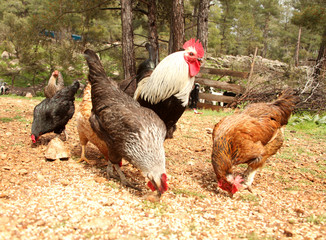 Free range chickens and roosters. Goat.
