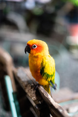 yellow and green parrot