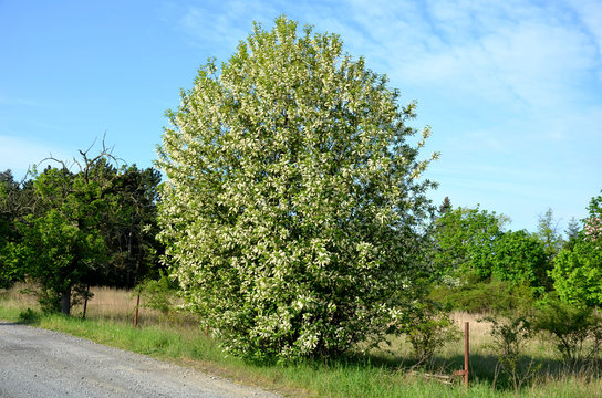 Prunus padus wild cherry small tree in bloom  round crown spring blue sky 