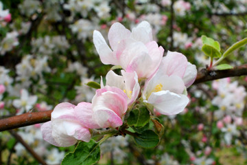 Fototapeta kwiat jabłoni obraz