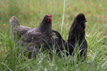 Chicken in the farm