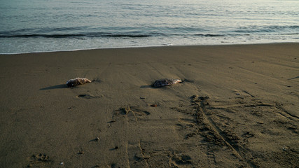 fish die on the beach