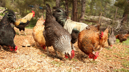 Free range hens and roosters
