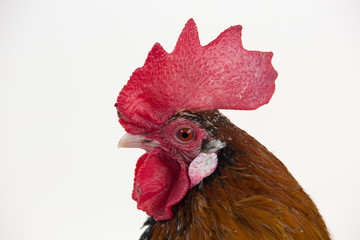 Rooster Milfler isolated at white background in studio. Close up