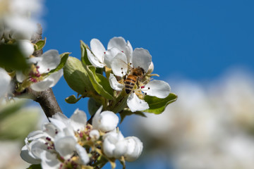 Bee and pear flowers in spring.