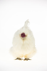 White Silkie hen at white background in studio. Close up
