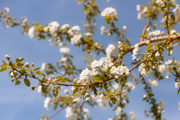 Large branch with white and pink apple tree flowers in full bloom towards clear blue sky in a garden in a sunny spring day, beautiful trees blossoms floral background