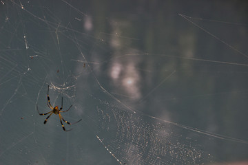 Araña con su telaraña y un fondo del rio azul.