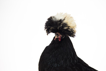 White Crested Black Polish Chicken at white background in studio. Close up