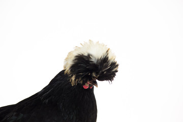 White Crested Black Polish Chicken at white background in studio. Close up