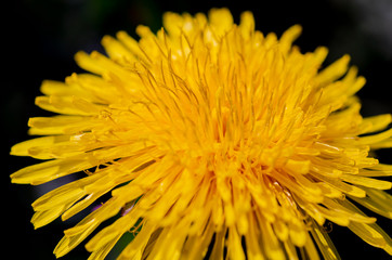 Yellow spring dandelion blooms in the open-air garden