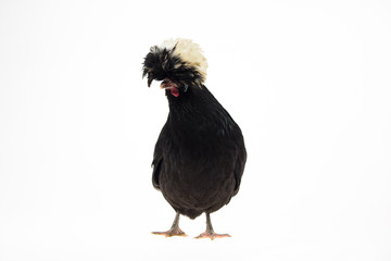 White Crested Black Polish Chicken at white background in studio. Close up