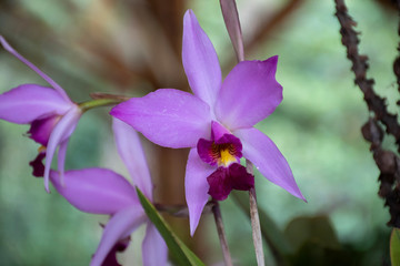 Colorful orchids in natural background