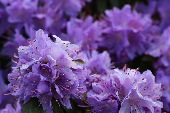 Purple flowers in the garden