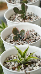 Houseplants That Don't Need Much Water - ornamental plants from the desert