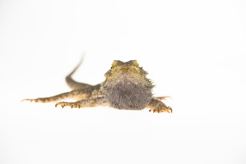 Lizards Bearded agama or Pogona vitticeps isolated at white background in studio. Close up