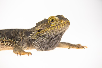 Naklejka premium Lizards Bearded agama or Pogona vitticeps isolated at white background in studio. Close up