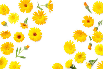 marigold flowers isolated on white background. calendula flower. top view